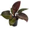 180mm Black Cardinal - Philodendron erubescens