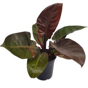 180mm Black Cardinal - Philodendron erubescens