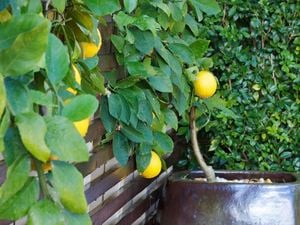 A therapeutic garden that engages all five senses.