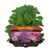 Petunia Boys & Girls Punnet - Petunia x hybrida