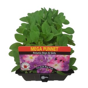 Petunia Boys & Girls Punnet - Petunia x hybrida