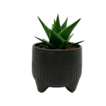 90mm Ox Tongue In Ceramic - Gasteria