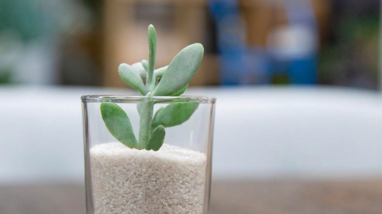 Close up of a small glass pot filled with Tuscan Path’s decorative quartz pebbles and a succulent. The background is out of focus