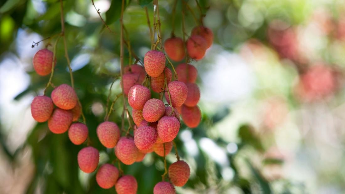Lychee tree growing lychees.