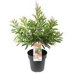 200mm Bottlebrush Candy Burst - Callistemon spp.