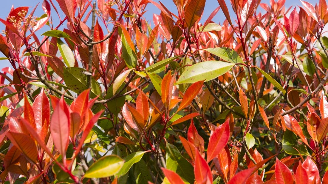 wide shot of red a photinia plant against a blue sky