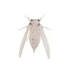 Jackson Namazemi Cicada 42mm Topwater Fishing Lure ASH
