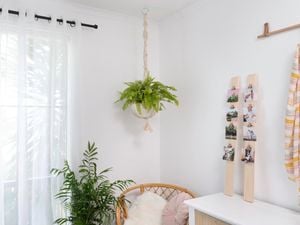 200mm Zebra Plant - Calathea zebrina