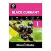 Bloomin' Bulbs Black Currant - 1 Pack
