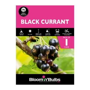 Bloomin' Bulbs Black Currant - 1 Pack