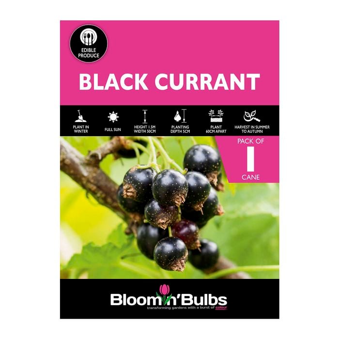 Bloomin' Bulbs Black Currant - 1 Pack