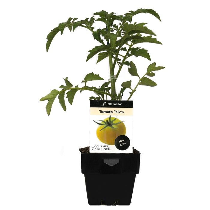 100mm Tomato Yellow - lesculentum - Floriana Gourmet Gardner