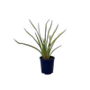 2L Flax - Phormium cookianum Duet