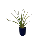 2L Flax - Phormium cookianum Duet