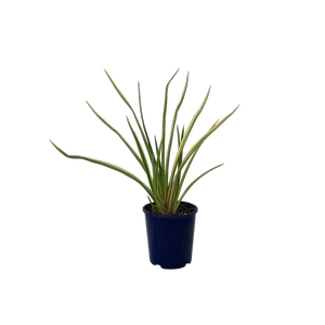 2L Flax - Phormium cookianum Duet