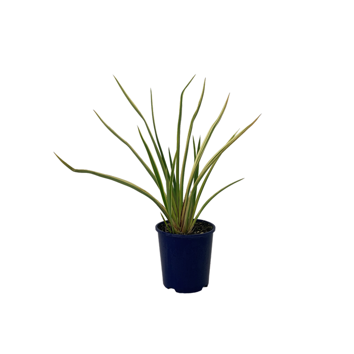 2L Flax - Phormium cookianum Duet