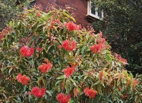 Native tree with red flowers in a backyard.
