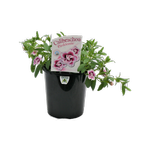 1.5L Calibrachoa Pinktastic - Calibrachoa