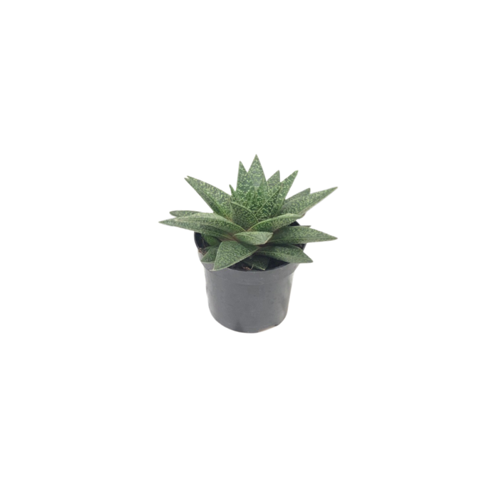 95mm Succulent Mix