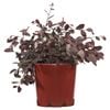 200mm Plum Delight Chinese Fringe Flower - Loropetalum chinense