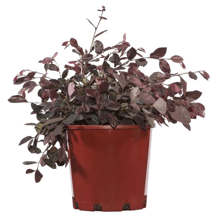200mm Plum Delight Chinese Fringe Flower - Loropetalum chinense