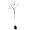1.5m Flowering Cherry - Prunus accolade