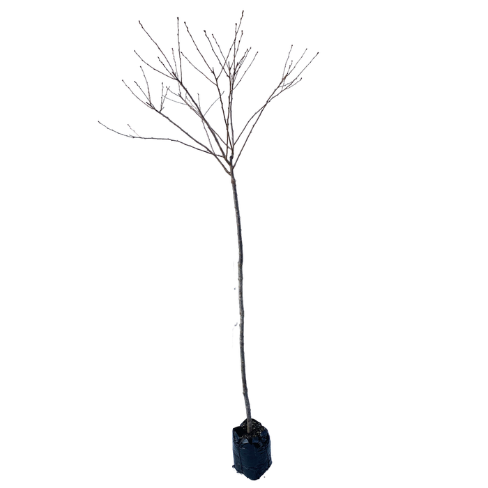 1.5m Flowering Cherry - Prunus accolade