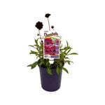 140mm Cosmos Chocoholic - Cosmos atrosanguineus Chocoholic