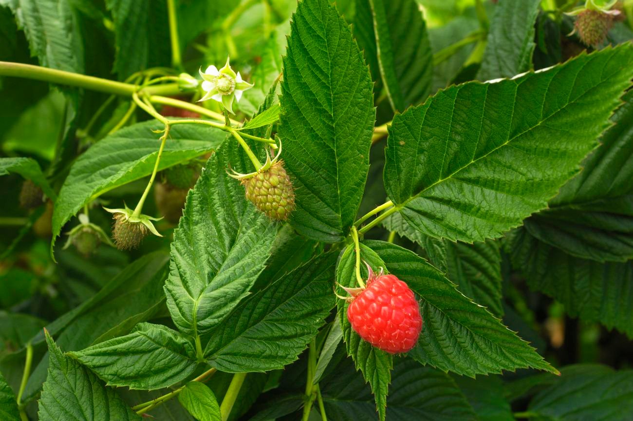 Close up of a raspberry plant.