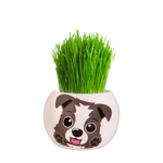 Mr Fothergill's Border Collie Puppy Grass Hair Kit