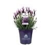 200mm Lavender LAVINNOVA® The Queen - Lavandula