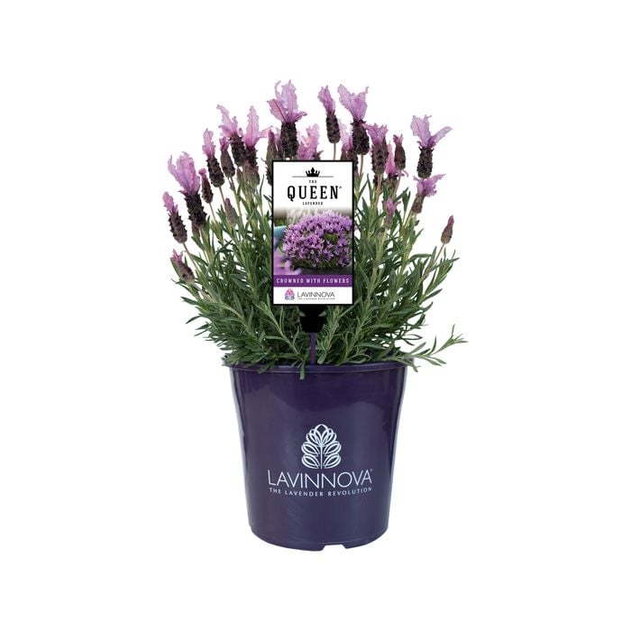 200mm Lavender LAVINNOVA® The Queen - Lavandula
