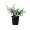 140mm Prostanthera Purple Haze - Prostanthera denticulata miniature