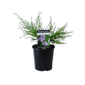 140mm Prostanthera Purple Haze - Prostanthera denticulata miniature