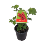 3L Red Currant - Ribes species - Incredible Edibles Range