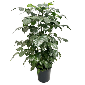 250mm Asian Bell Tree - Radermachera sinica