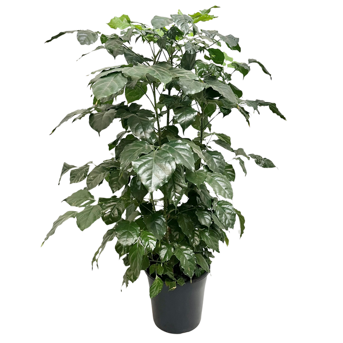 250mm Asian Bell Tree - Radermachera sinica