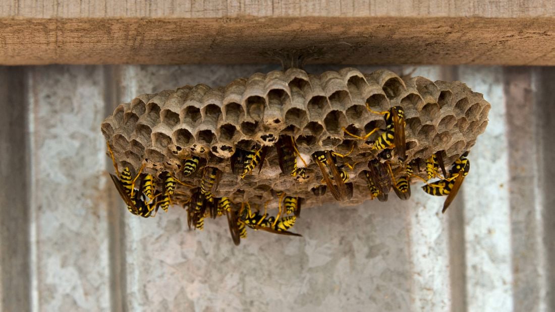 A branch on a tree displaying a wasp nest