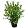 4L Kohuhu - Pittosporum tenuifolium Irish Luck
