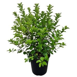 4L Kohuhu - Pittosporum tenuifolium Irish Luck