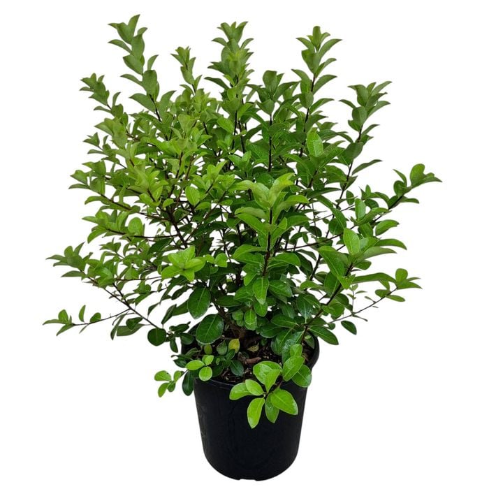 4L Kohuhu - Pittosporum tenuifolium Irish Luck