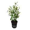 17cm Port Wine Magnolia - Michelia figo