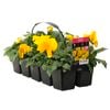 10 Cell Pansy Large Yellow - Viola x wittrockiana
