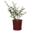 200mm Crepe Myrtle Tonto Bush - Lagerstroemia indica
