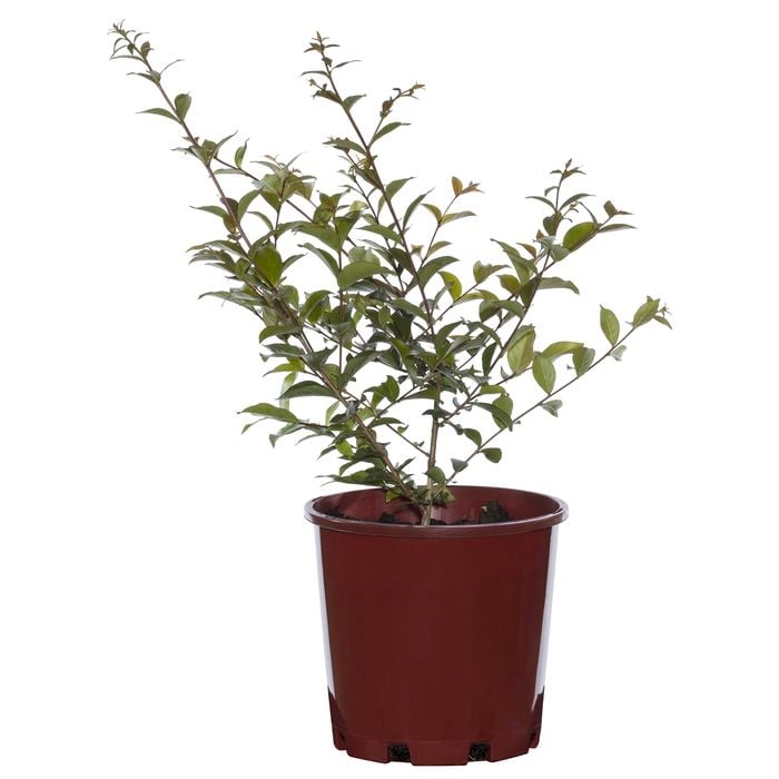 200mm Crepe Myrtle Tonto Bush - Lagerstroemia indica