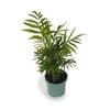 120mm Parlour Palm - Chamaedorea elegans
