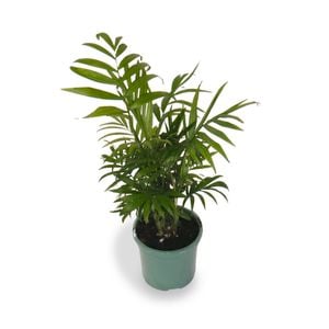 120mm Parlour Palm - Chamaedorea elegans
