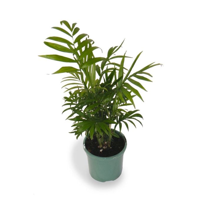 120mm Parlour Palm - Chamaedorea elegans
