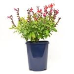 150mm Garden Jewels - Salvia hybrida