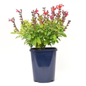 150mm Garden Jewels - Salvia hybrida